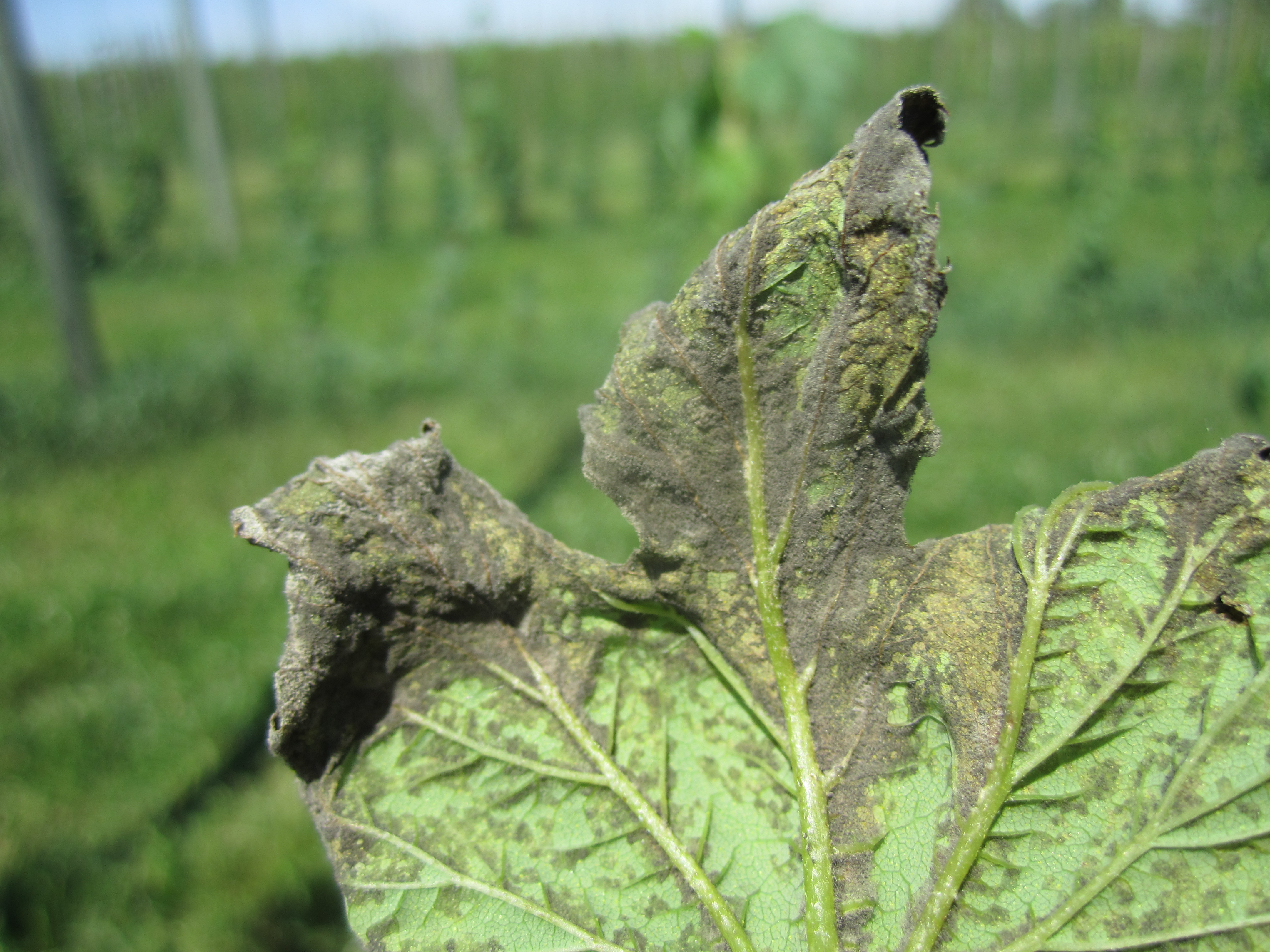 Downy mildew on hop leaf.